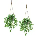 Hanging Plants